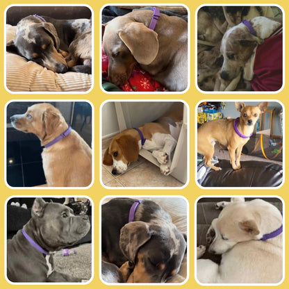 Swirlas Dog Calming Collar [FREE TODAY]